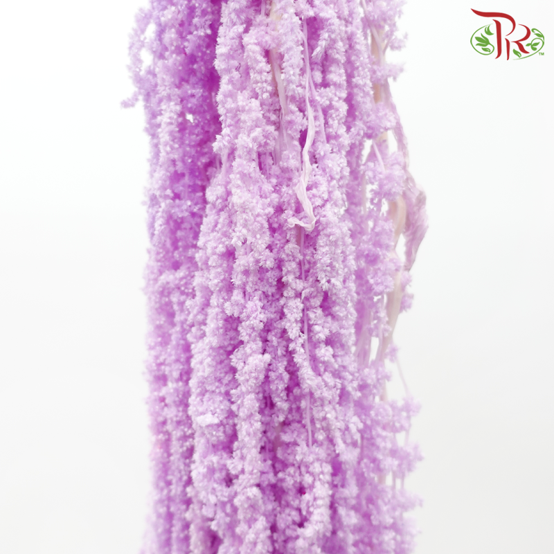 Preservative Amaranthus - Light Purple (Per Bunch)-Light Purple-China-prflorist.com.my
