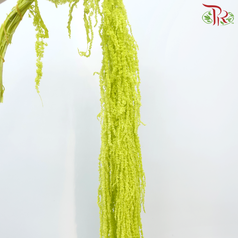 Preservative Amaranthus - Lime Green (Per Bunch)-Green-China-prflorist.com.my