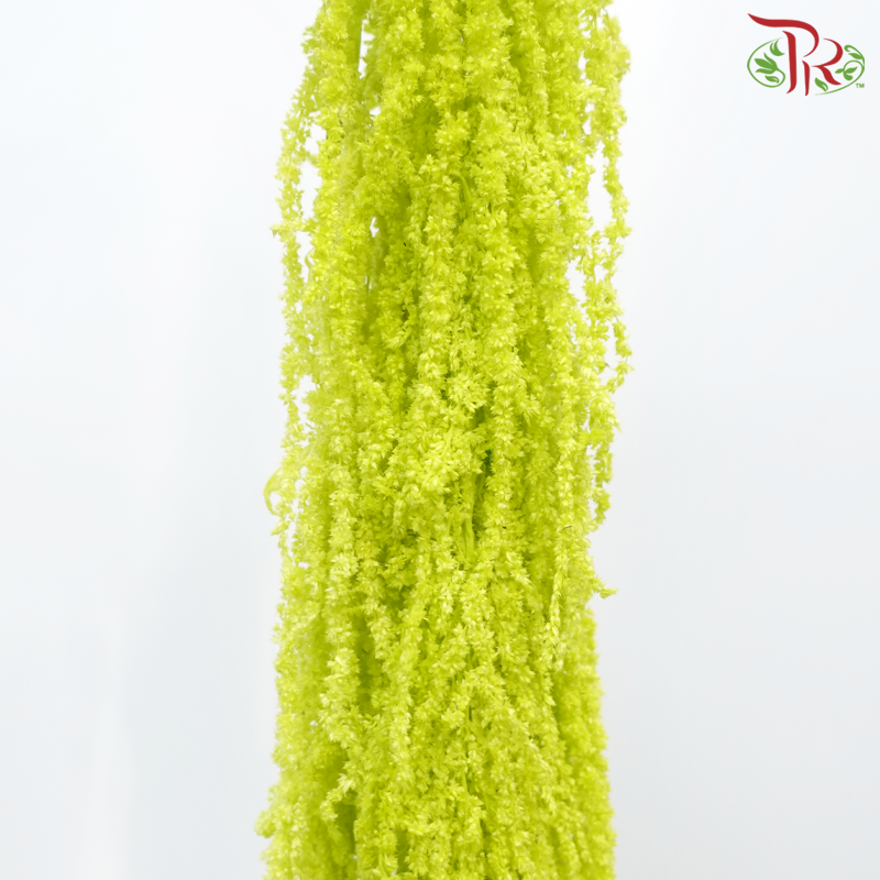 Preservative Amaranthus - Lime Green (Per Bunch)-Green-China-prflorist.com.my