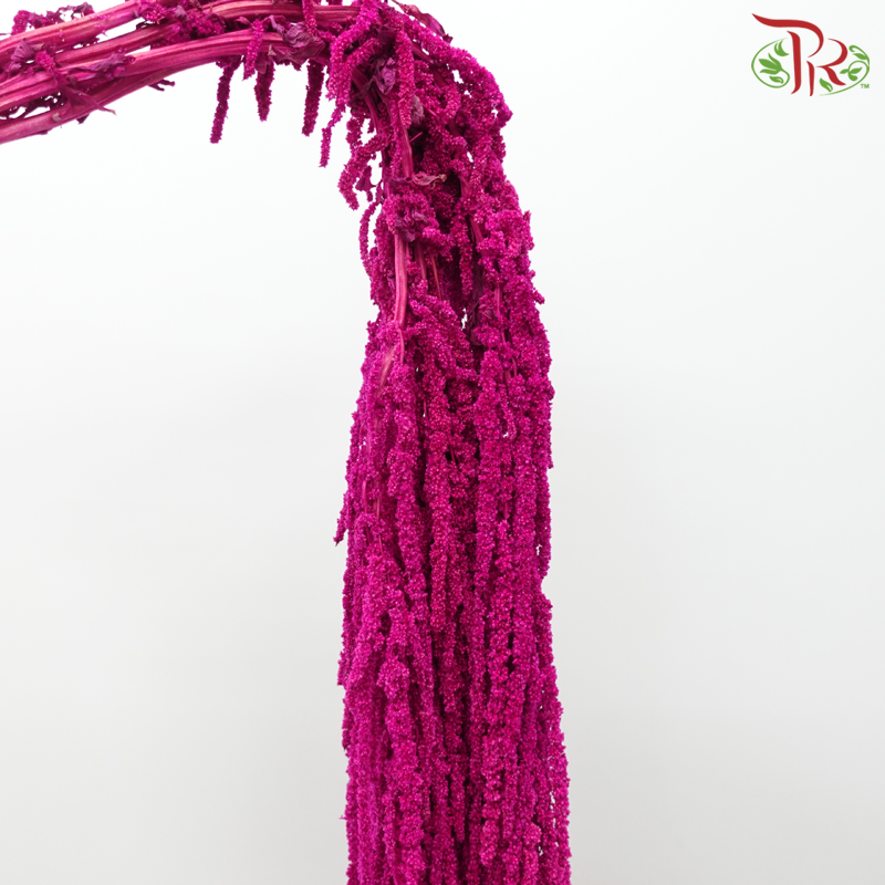 Preservative Amaranthus - Magenta (Per Bunch)-Magenta-China-prflorist.com.my