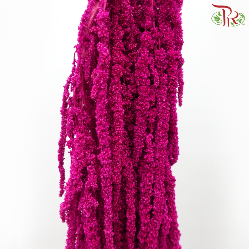 Preservative Amaranthus - Magenta (Per Bunch)-Magenta-China-prflorist.com.my