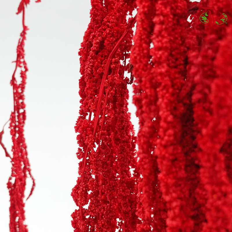 Preservative Amaranthus - Red (Per Bunch)-Red-China-prflorist.com.my
