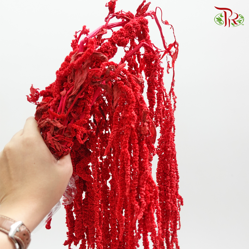 Preservative Amaranthus - Red (Per Bunch)-Red-China-prflorist.com.my