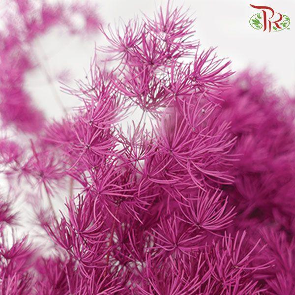 Preservative Asparagus Leaf - Magenta-Purple-China-prflorist.com.my