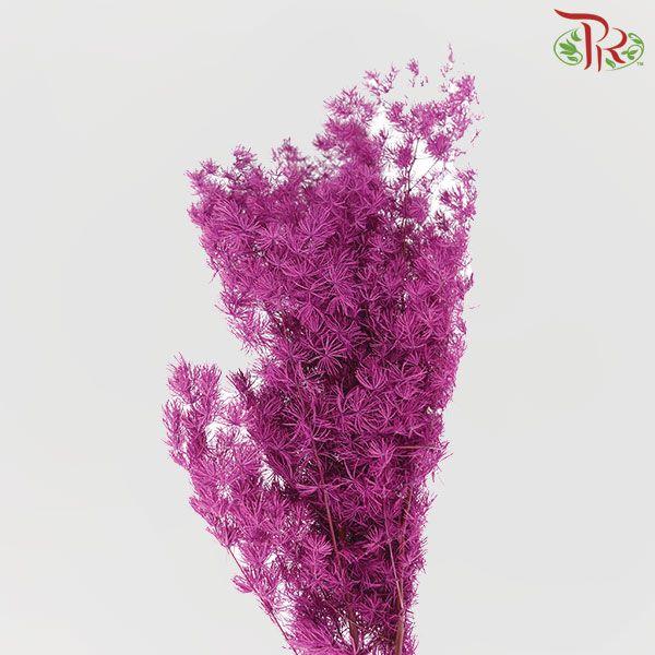 Preservative Asparagus Leaf - Magenta-Purple-China-prflorist.com.my