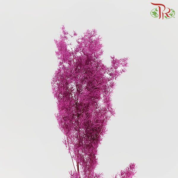 Preservative Asparagus Leaf - Magenta-Purple-China-prflorist.com.my