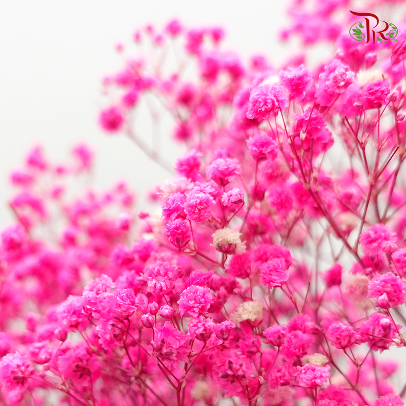 Preservative Baby's Breath - Cherry Pink-Cherry Pink-China-prflorist.com.my