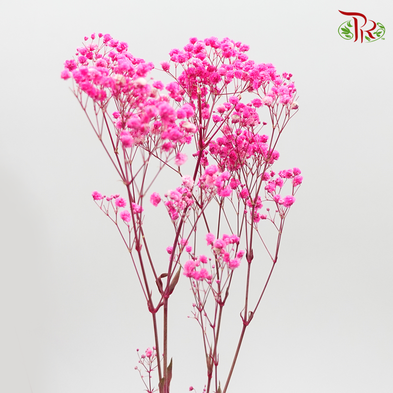 Preservative Baby's Breath - Cherry Pink-Cherry Pink-China-prflorist.com.my