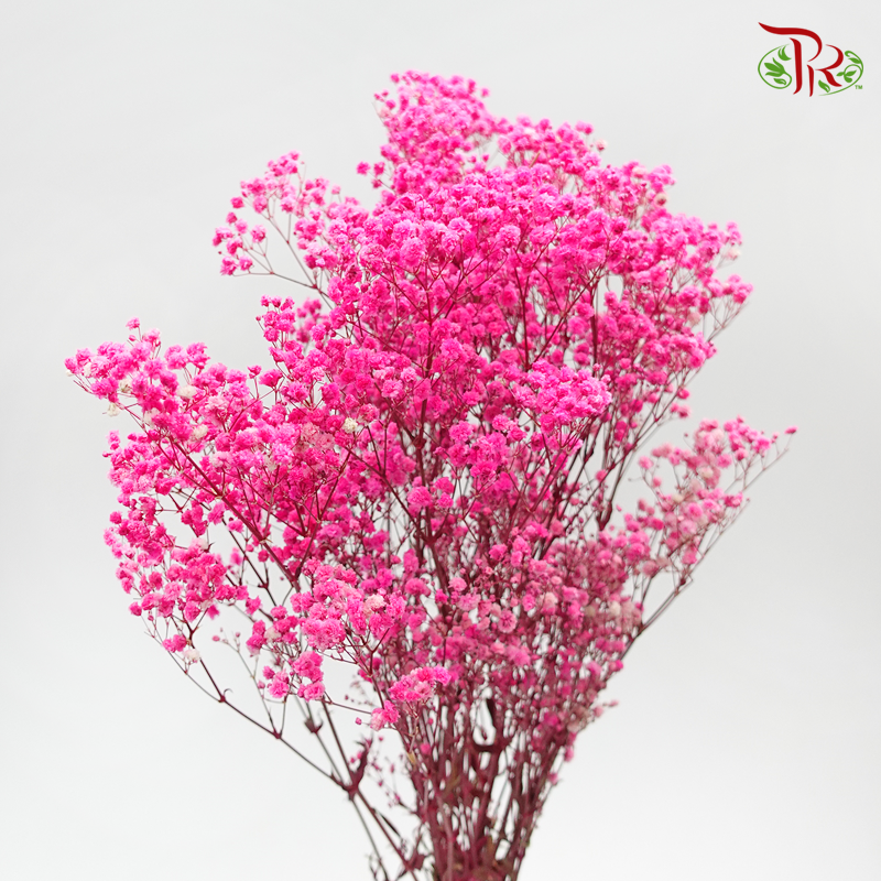 Preservative Baby's Breath - Cherry Pink-Cherry Pink-China-prflorist.com.my