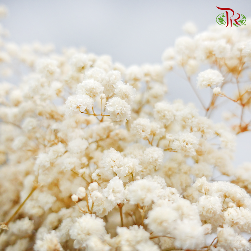 Preservative Baby's Breath - Light Beige-Beige-China-prflorist.com.my