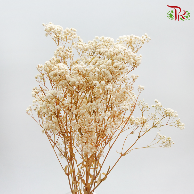 Preservative Baby's Breath - Light Beige-Beige-China-prflorist.com.my