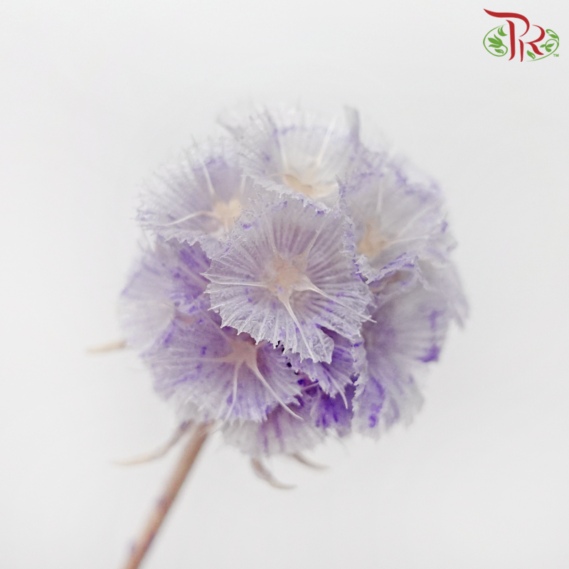 Preservative Scabiosa - Purple (Per Bunch)-Purple-China-prflorist.com.my