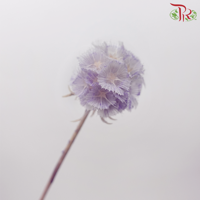 Preservative Scabiosa - Purple (Per Bunch)-Purple-China-prflorist.com.my