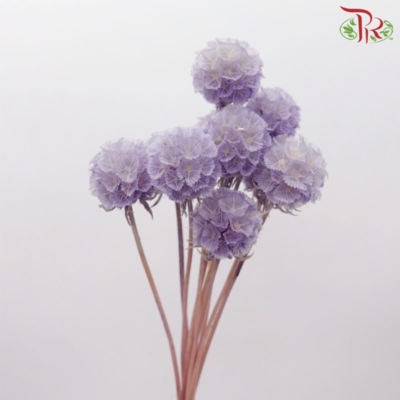 Preservative Scabiosa - Purple (Per Bunch)-Purple-China-prflorist.com.my