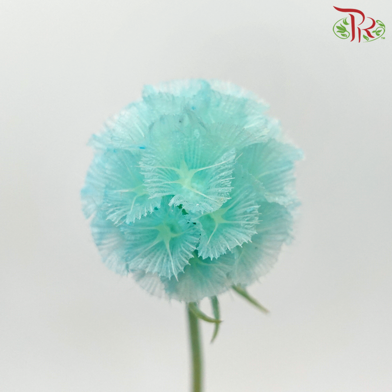 Preservative Scabiosa - Turquoise (Per Bunch)-Turquoise-China-prflorist.com.my
