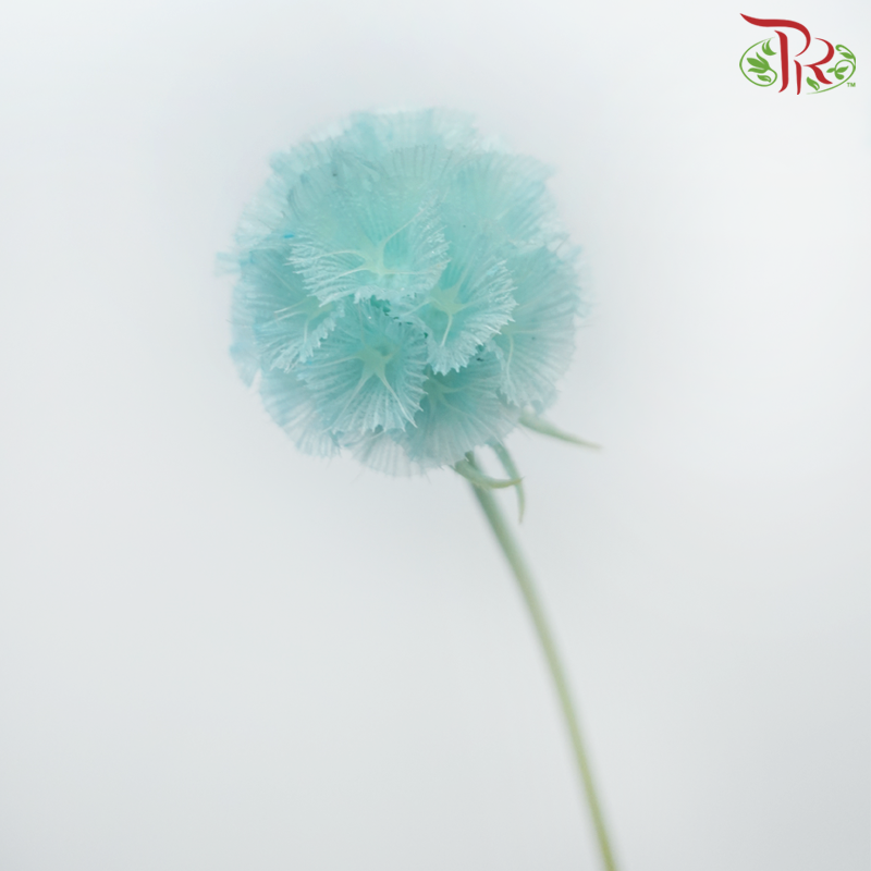 Preservative Scabiosa - Turquoise (Per Bunch)-Turquoise-China-prflorist.com.my