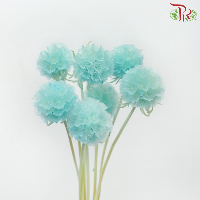 Preservative Scabiosa - Turquoise (Per Bunch)-Turquoise-China-prflorist.com.my