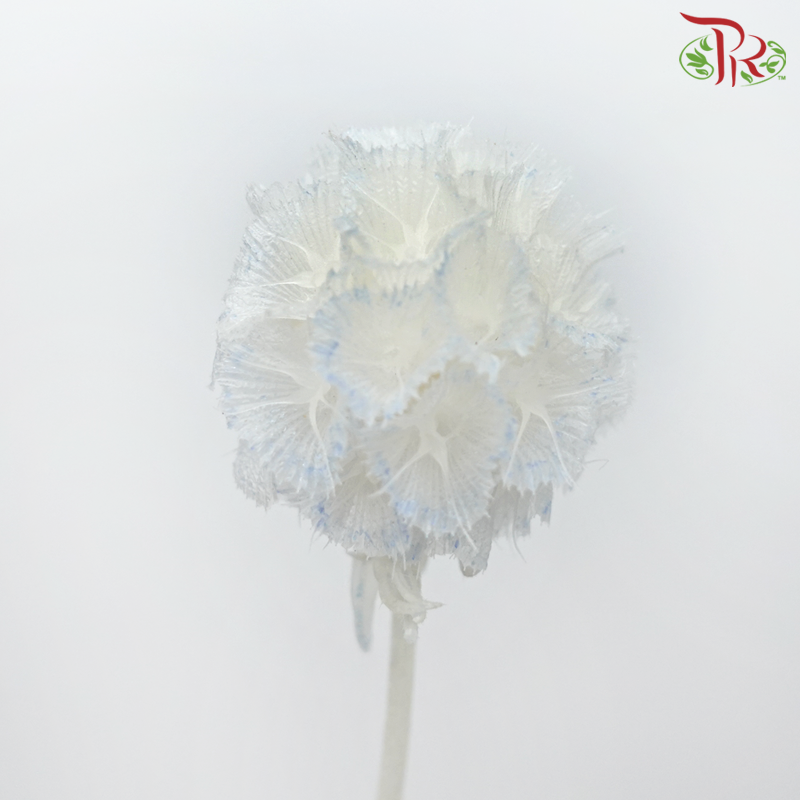 Preservative Scabiosa - White & Blue (Per Bunch)-White & Blue-China-prflorist.com.my