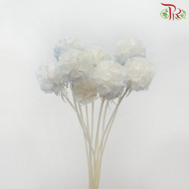 Preservative Scabiosa - White & Blue (Per Bunch)-White & Blue-China-prflorist.com.my