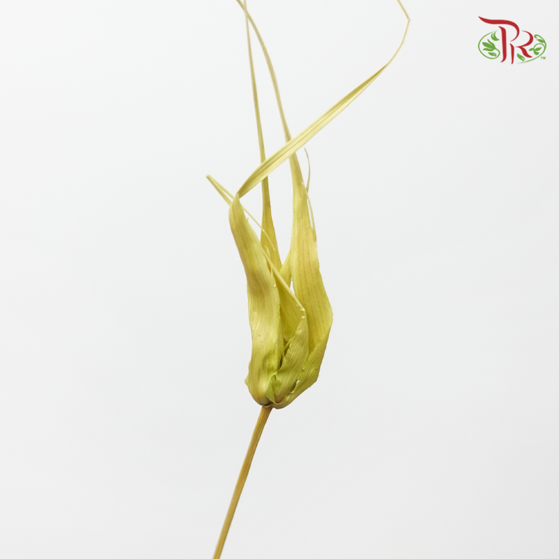 Preservative Tulip Star - Green-Japan-prflorist.com.my