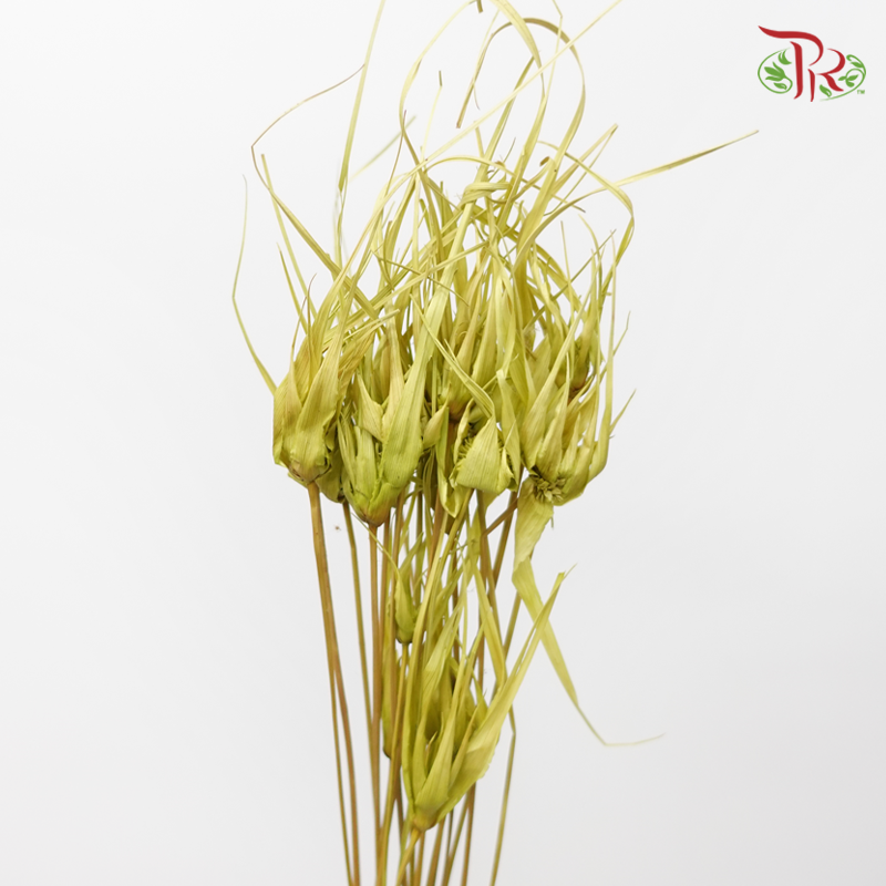 Preservative Tulip Star - Green-Japan-prflorist.com.my