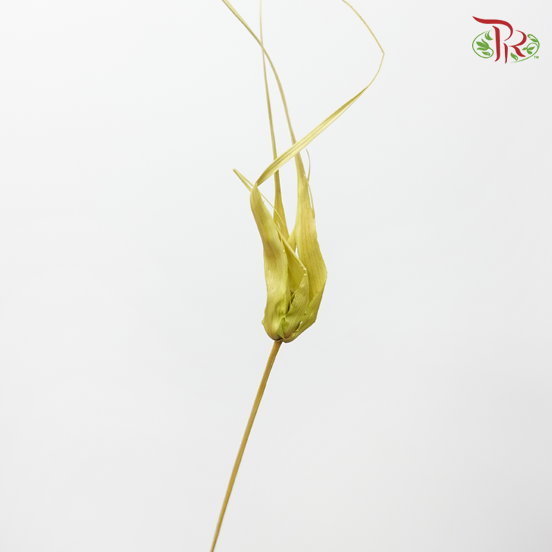 Preservative Tulip Star - Green-Japan-prflorist.com.my