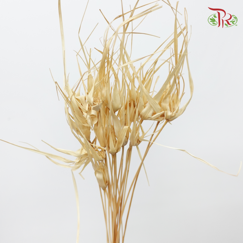 Preservative Tulip Star - White-Japan-prflorist.com.my