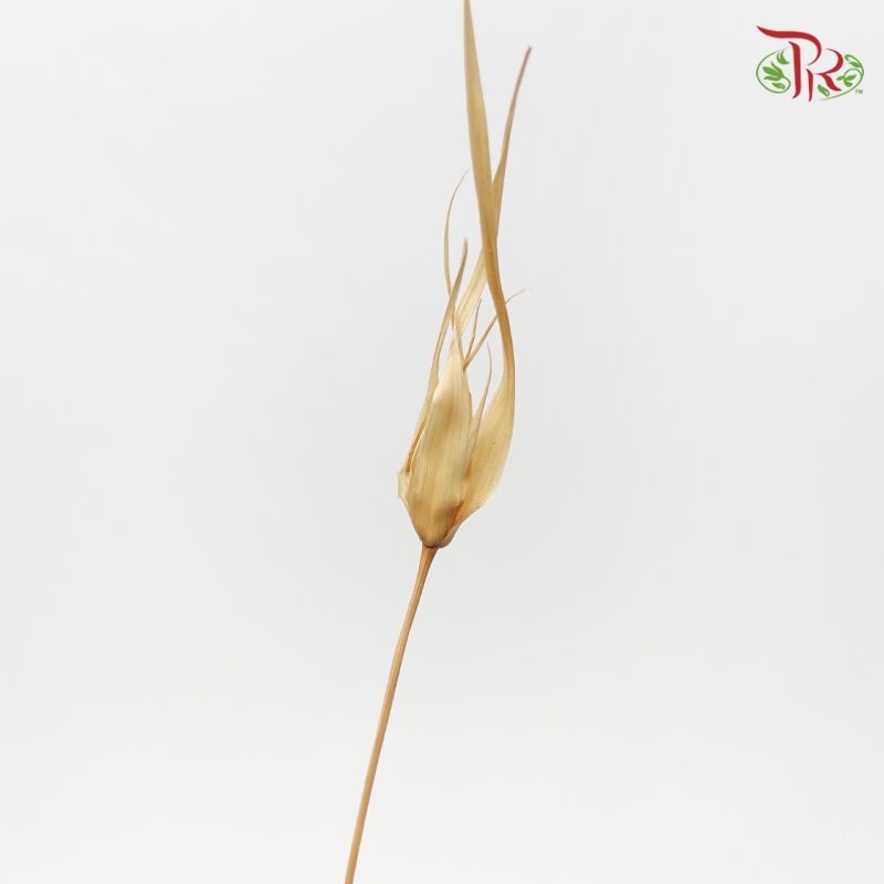 Preservative Tulip Star - White-Japan-prflorist.com.my