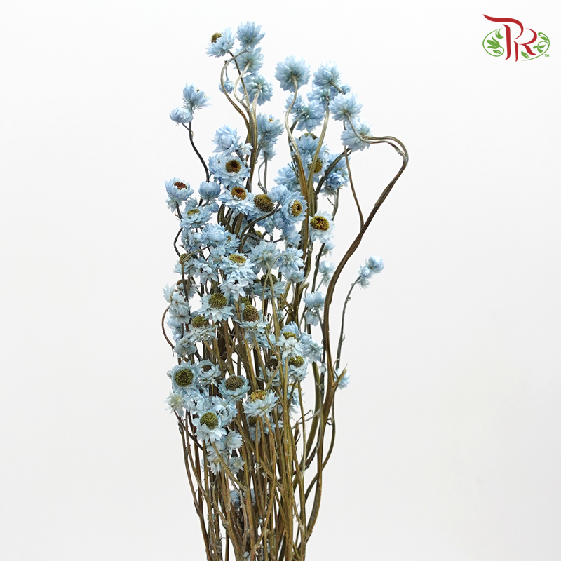Preserved Ammobium - Blue (1030-2-690)-Blue-Japan-prflorist.com.my