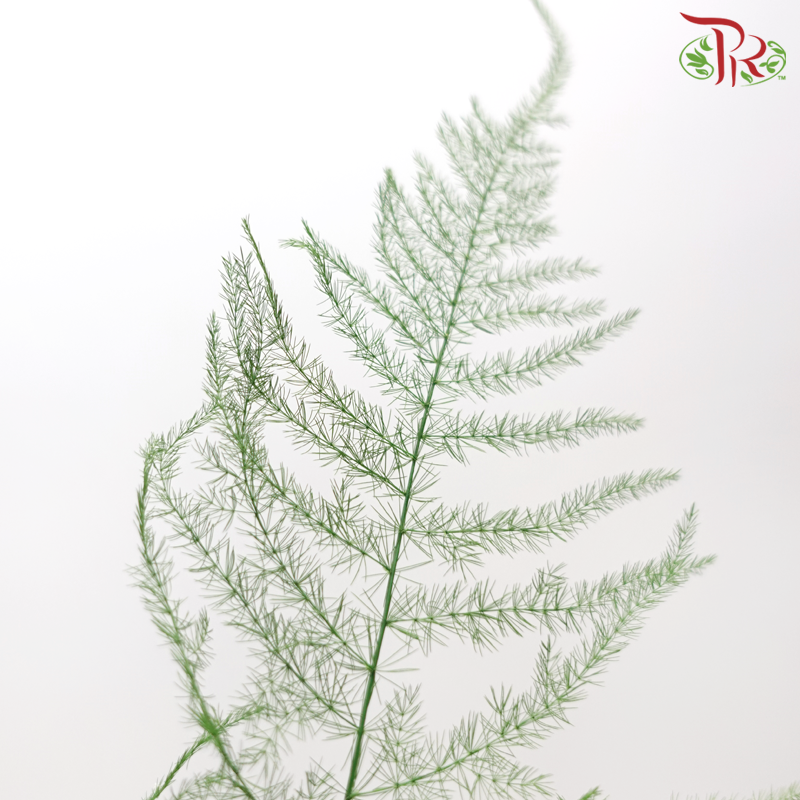 Preserved Asparagus Fern - Green (Per Bunch)-Yellow-China-prflorist.com.my