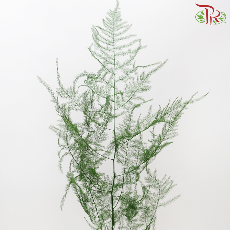 Preserved Asparagus Fern - Green (Per Bunch)-Yellow-China-prflorist.com.my