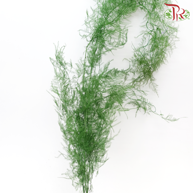 Preserved Asparagus Fern - Green (Per Bunch)-Yellow-China-prflorist.com.my