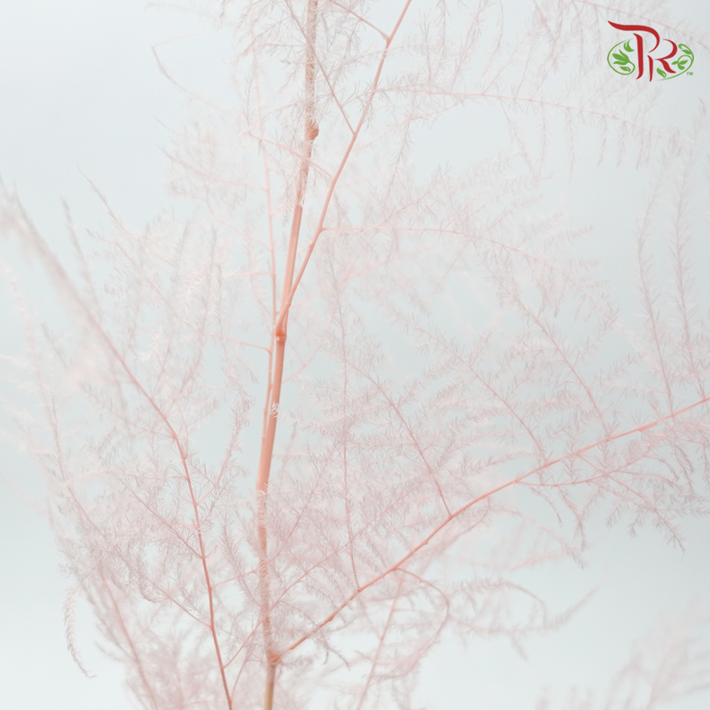 Preserved Asparagus Fern - Light Pink (Per Bunch)-Pink-China-prflorist.com.my