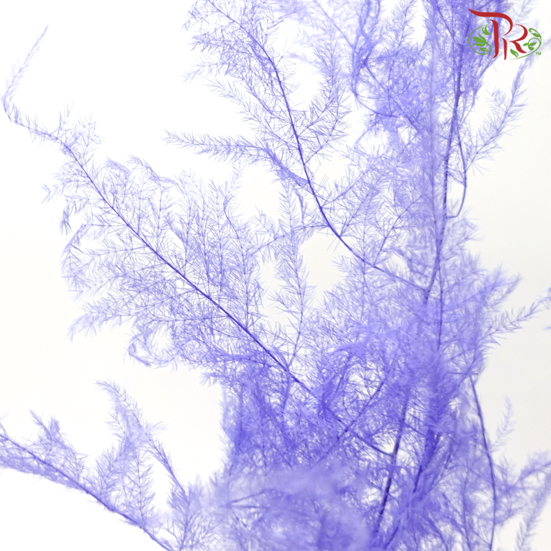 Preserved Asparagus Fern - Purple (Per Bunch)-Purple-China-prflorist.com.my