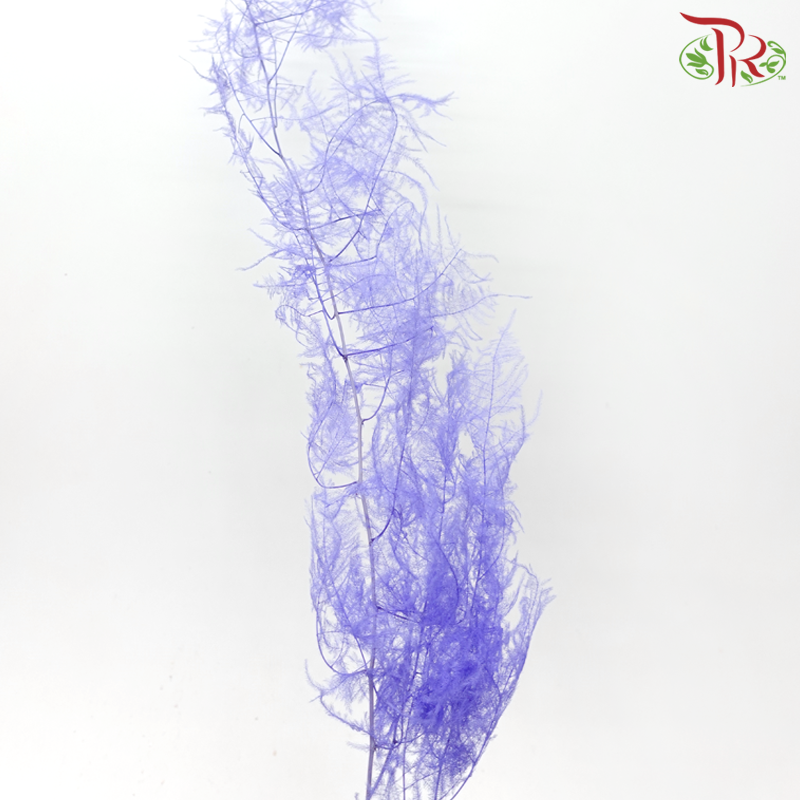 Preserved Asparagus Fern - Purple (Per Bunch)-Purple-China-prflorist.com.my