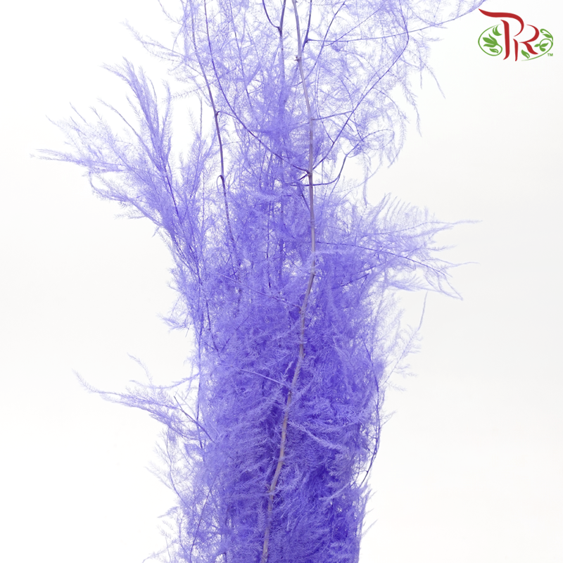 Preserved Asparagus Fern - Purple (Per Bunch)-Purple-China-prflorist.com.my