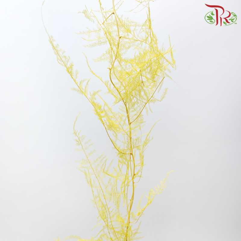 Preserved Asparagus Fern