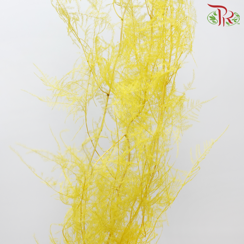 Preserved Asparagus Fern