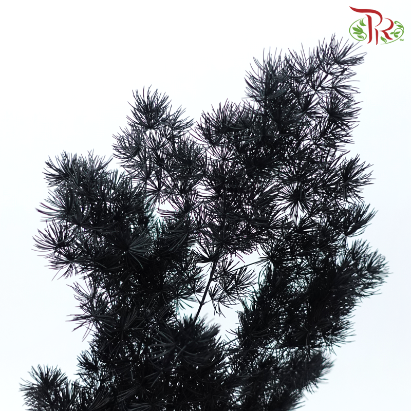 Preserved Asparagus Leaf - Black (Per Bunch)-Black-China-prflorist.com.my