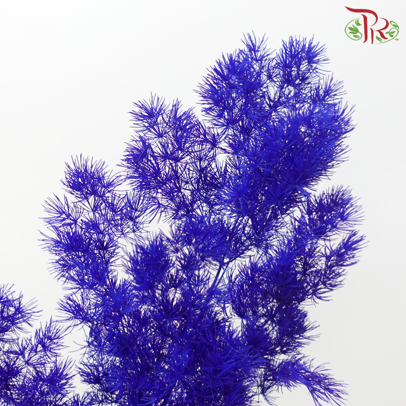 Preserved Asparagus Leaf - Dark Blue (Per Bunch)-Blue-China-prflorist.com.my
