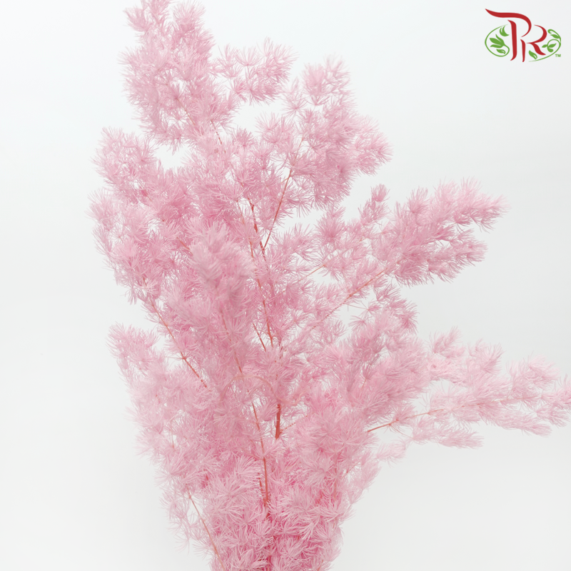 Preserved Asparagus Leaf - Light Hot Pink (Per Bunch)-Light Hot Pink-China-prflorist.com.my