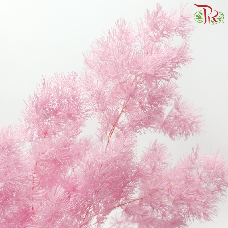 Preserved Asparagus Leaf - Light Hot Pink (Per Bunch)-Light Hot Pink-China-prflorist.com.my