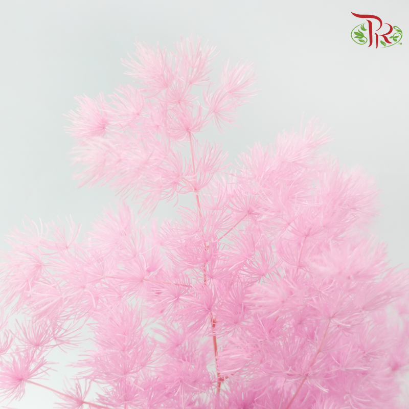 Preserved Asparagus Leaf - Light Orchid Pink (Per Bunch)-Pink-China-prflorist.com.my
