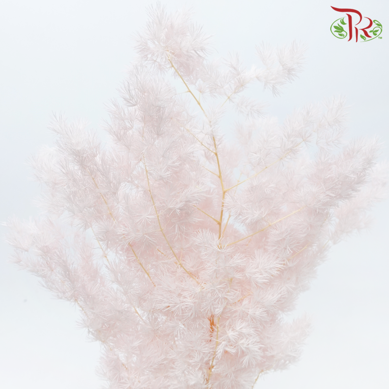 Preserved Asparagus Leaf - Light Pink (Per Bunch)-Light Pink-China-prflorist.com.my
