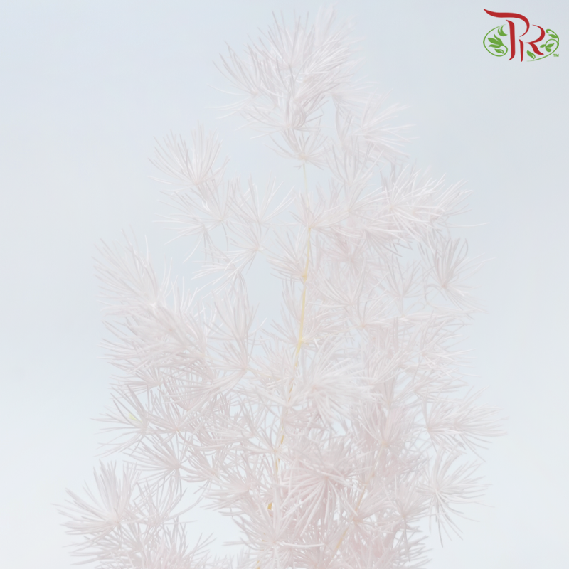 Preserved Asparagus Leaf - Light Pink (Per Bunch)-Light Pink-China-prflorist.com.my