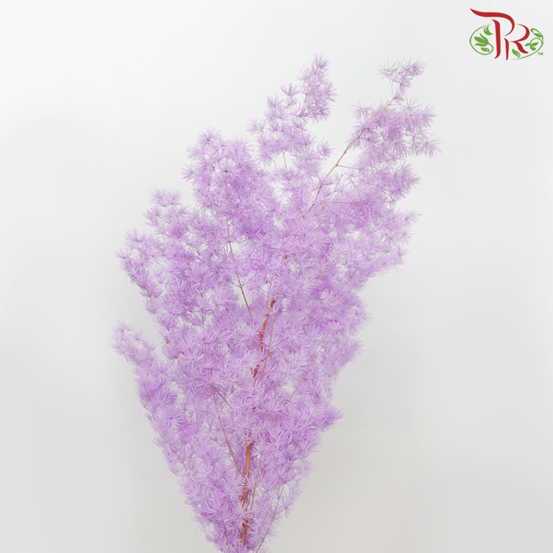 Preserved Asparagus Leaf - Light Purple (Per Bunch)-Light Purple-China-prflorist.com.my