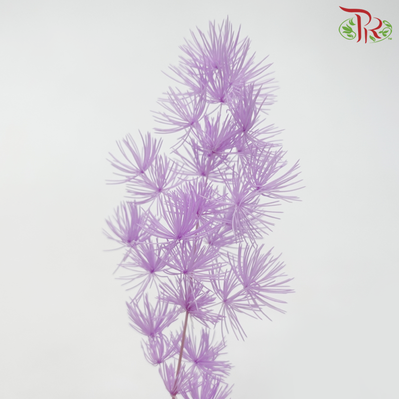 Preserved Asparagus Leaf - Light Purple (Per Bunch)-Light Purple-China-prflorist.com.my