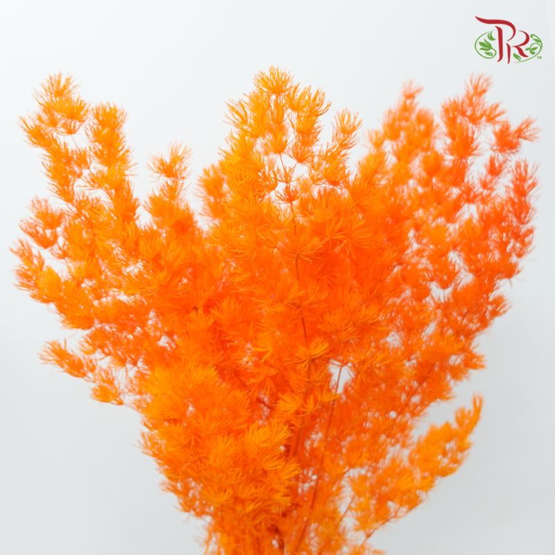 Preserved Asparagus Leaf - Orange (Per Bunch)-Orange-China-prflorist.com.my
