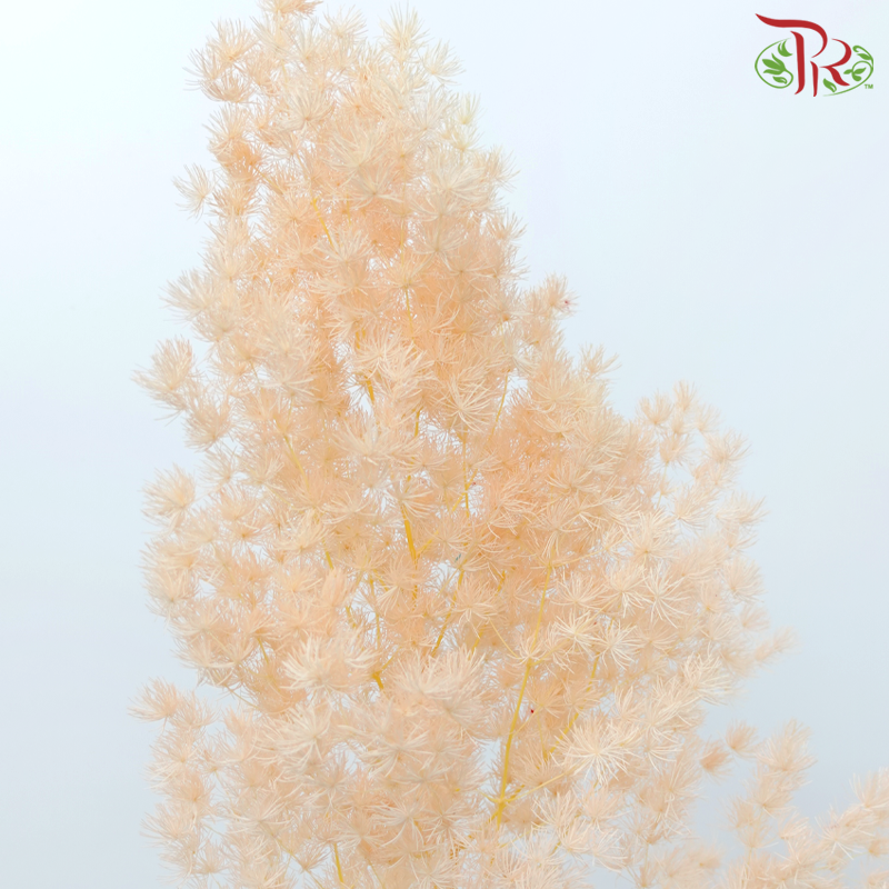 Preserved Asparagus Leaf - Orange (Per Bunch)-Orange-China-prflorist.com.my