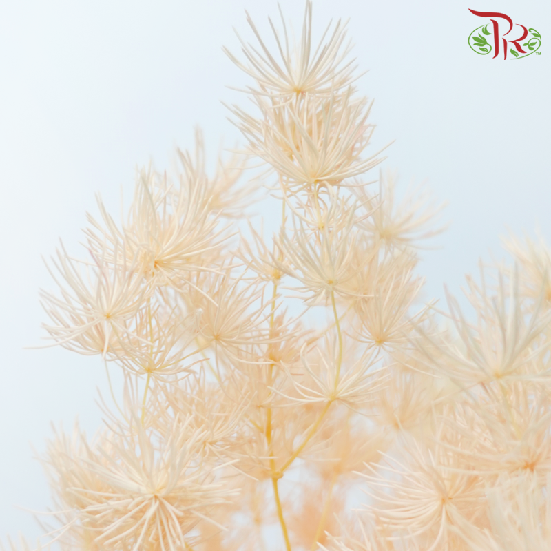 Preserved Asparagus Leaf - Orange (Per Bunch)-Orange-China-prflorist.com.my